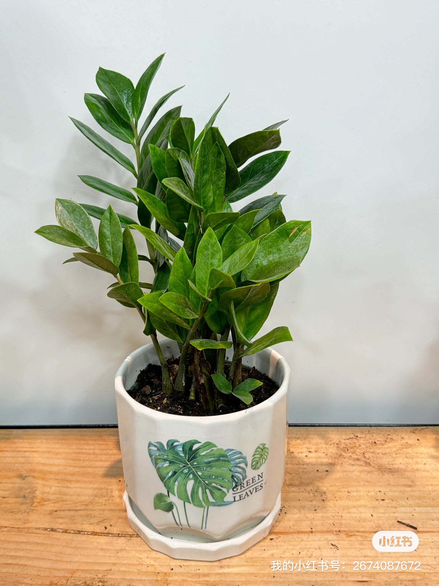 zz plant pot 金钱树加盆
