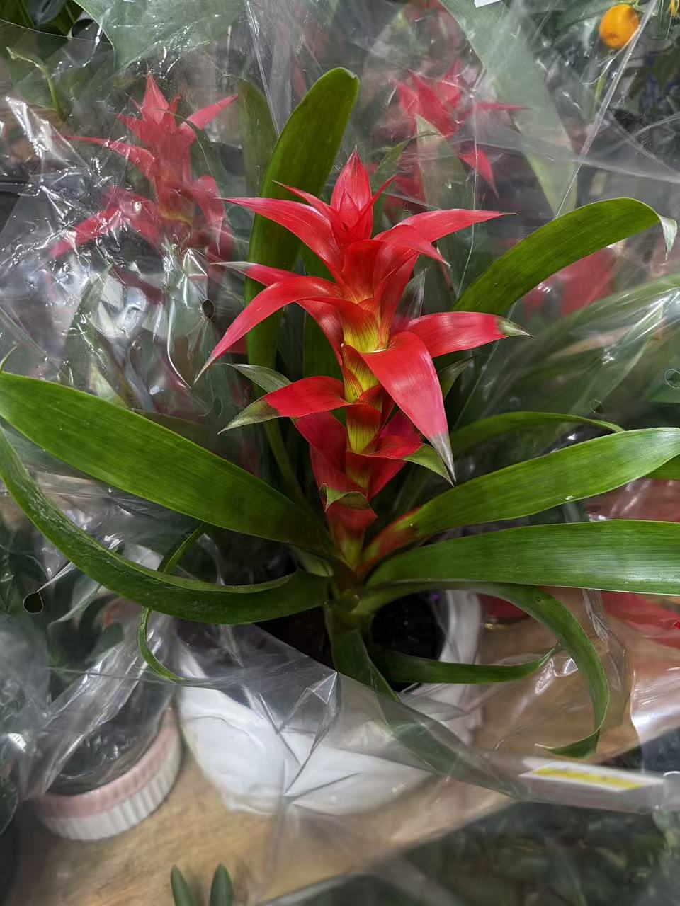 凤梨花 鸿运当头 bromeliad