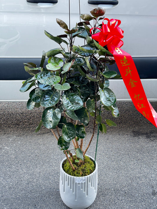 元宝树 Aralia Fabian