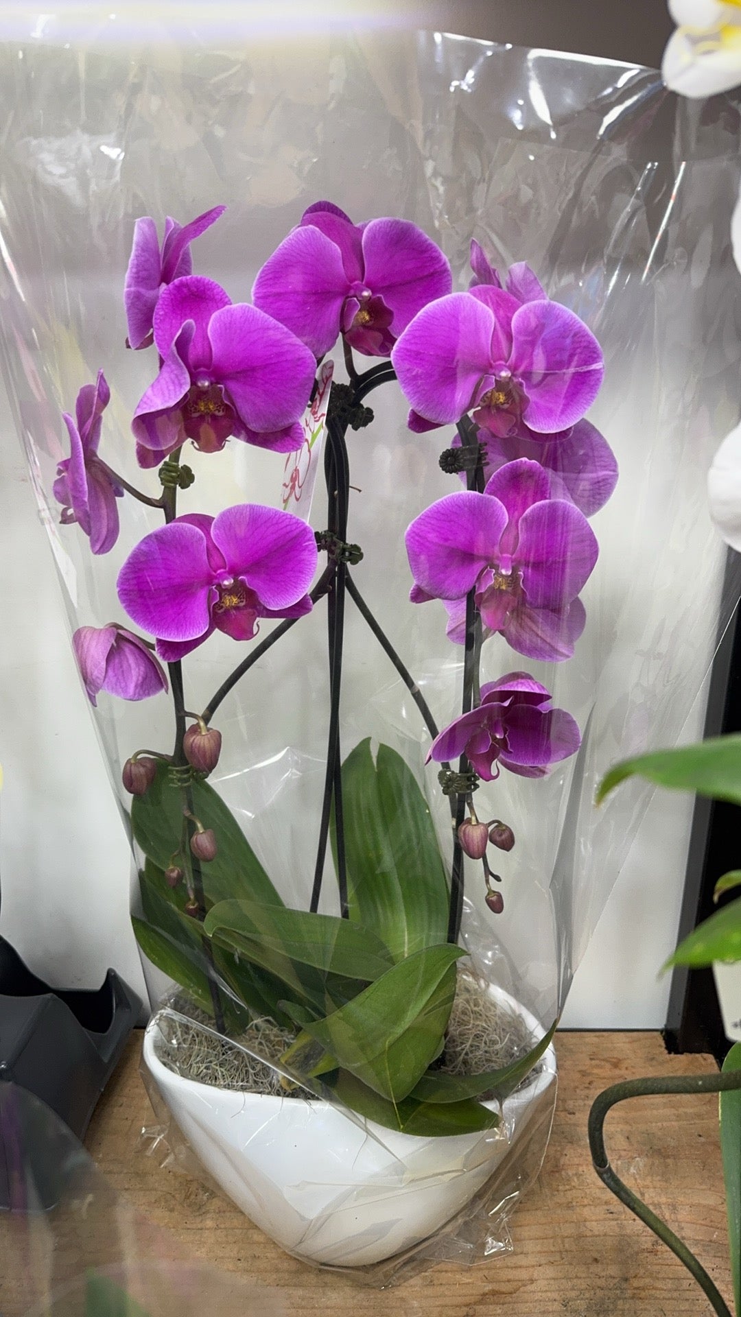 兰花组合 2 orchid combination 红花白盆