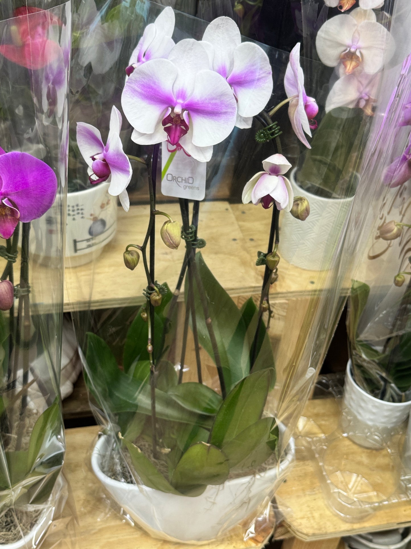 兰花组合 2 orchid combination 白红花白盆