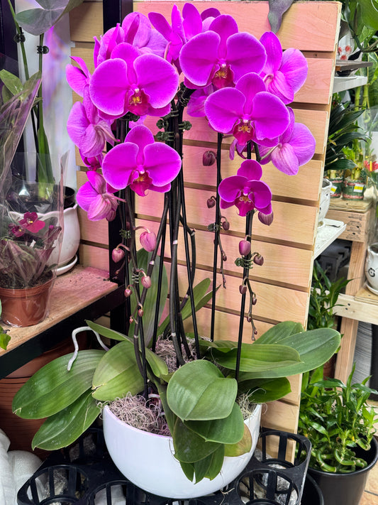 兰花组合4 orchid combination 黑盆/白盆