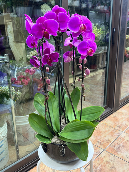 兰花组合4 orchid combination 黑盆/白盆