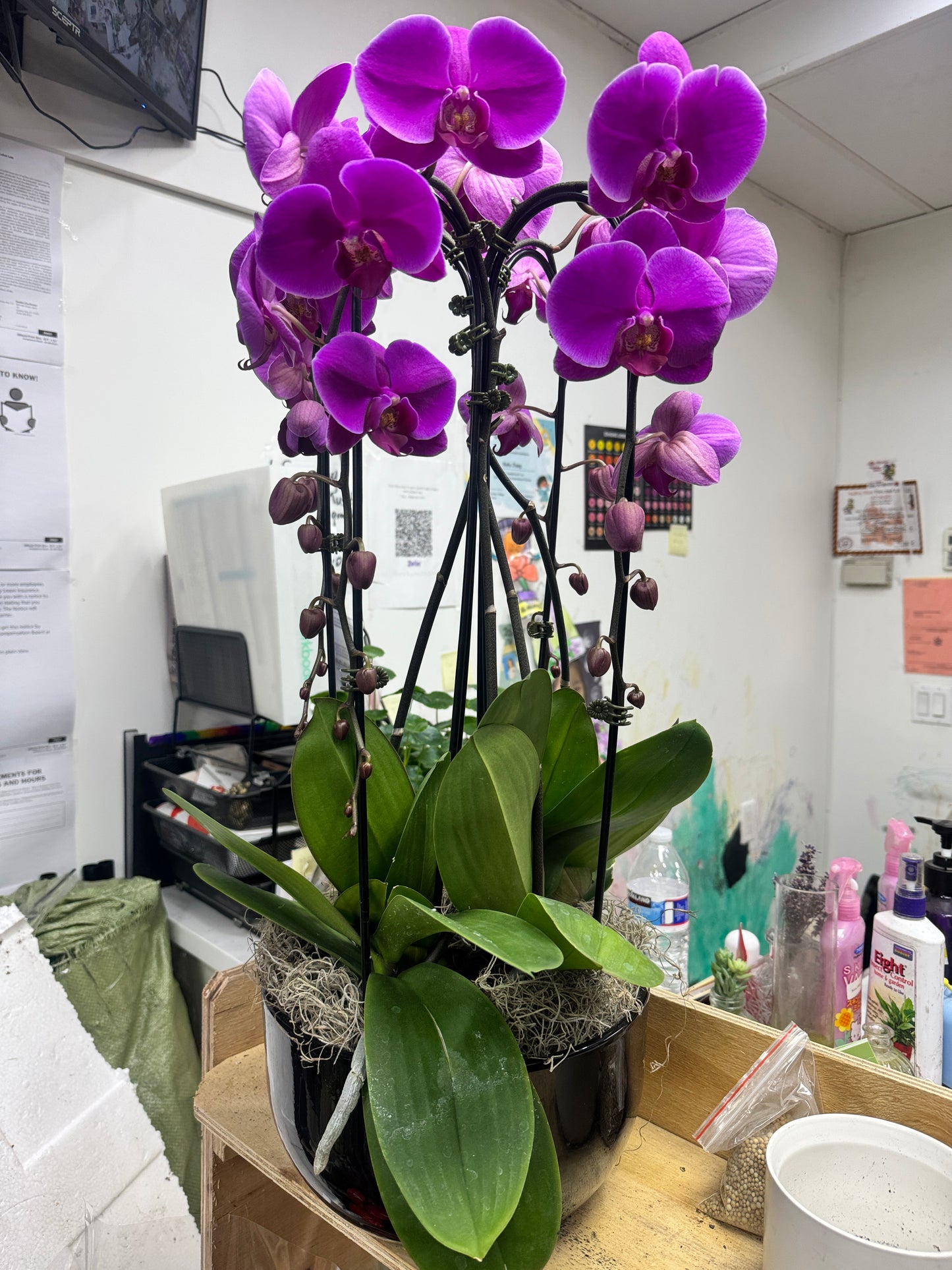 兰花组合4 orchid combination 黑盆/白盆