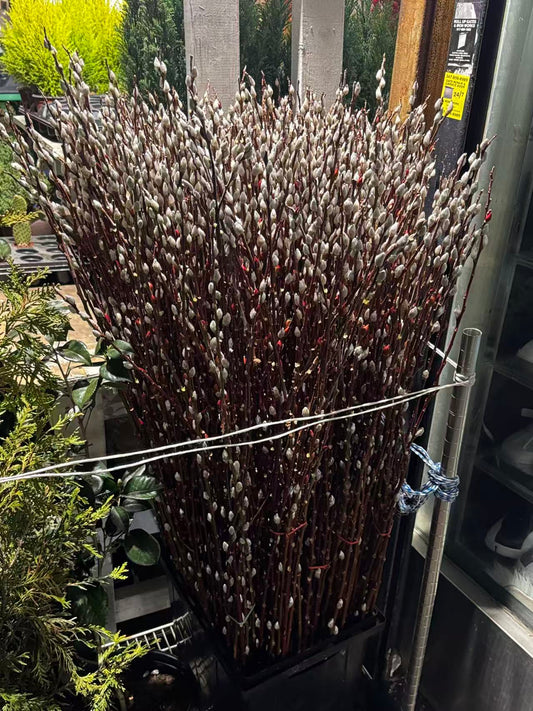 Pussy willow 银柳
