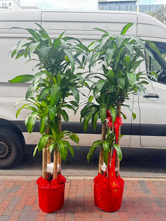 铁树 Dracaena Mass cane 无盆