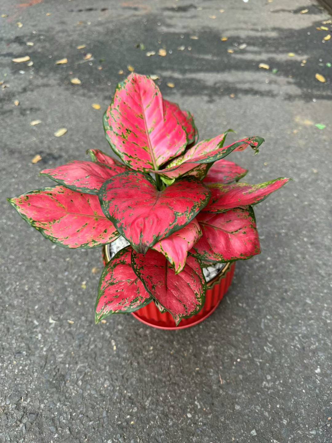 Aglaonema Suksom Jaipong/Thai hybrid 吉利红/万年红