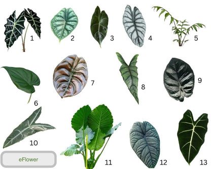 Alocasia family