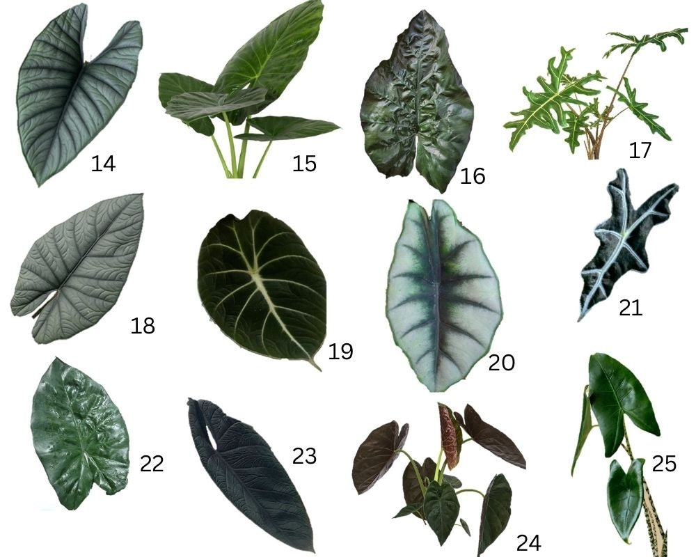 Alocasia family