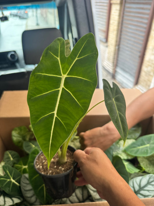 Alocasia frydek-绿天鹅绒海芋