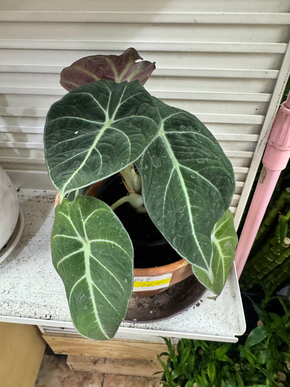 Alocasia green dragon 海芋绿龙
