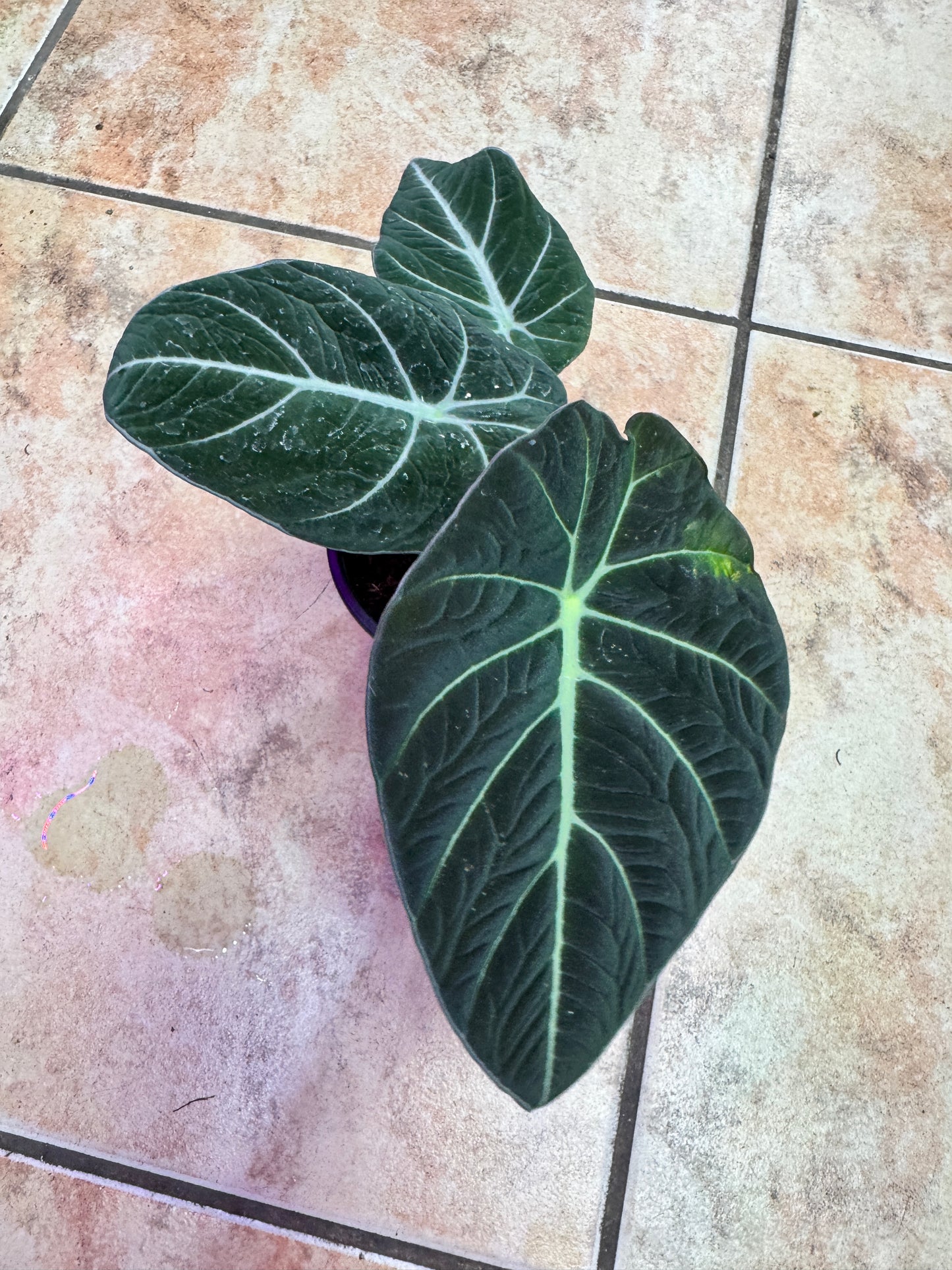 Alocasia green dragon 海芋绿龙