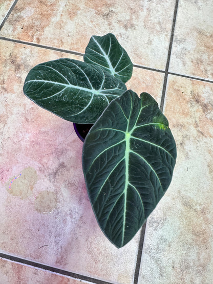 Alocasia green dragon 海芋绿龙