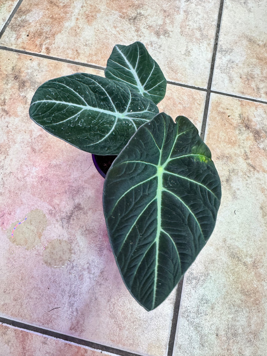 Alocasia green dragon 海芋绿龙