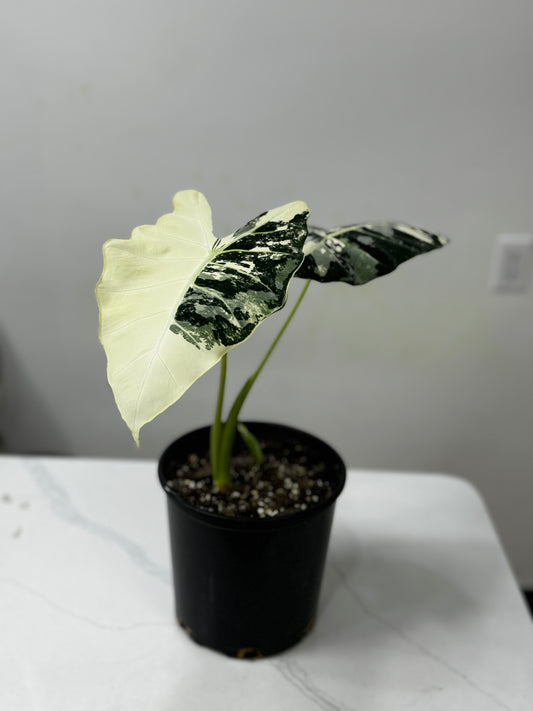 Alocasia macrorrhiza variegata 斑叶海芋 / 斑叶观音莲