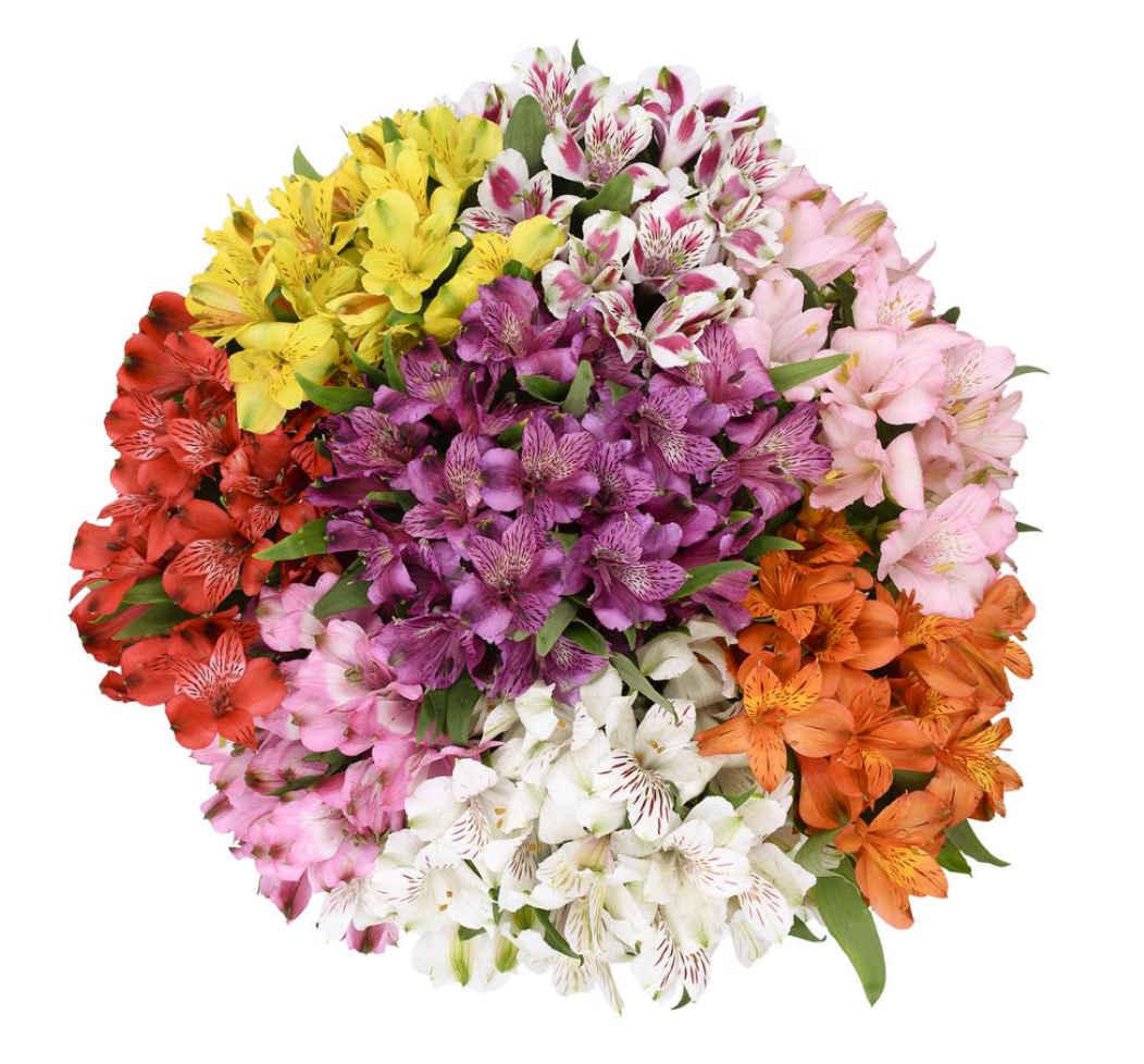 Alstroemeria 六出花/叶上百合