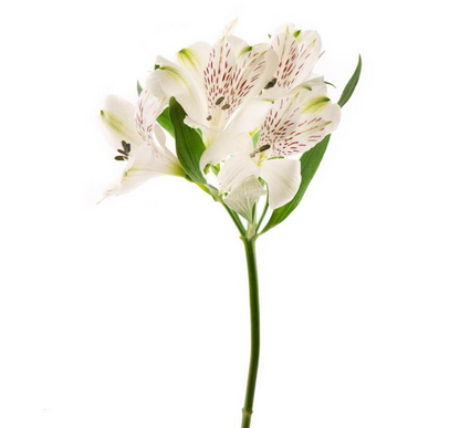 Alstroemeria 六出花/叶上百合