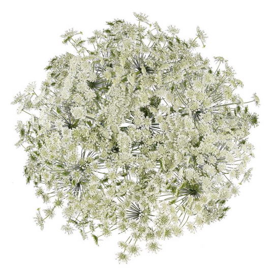 蕾丝 Ammi Majus