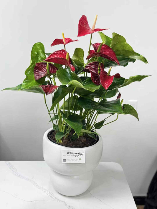 Anthurium Poted 6" 红掌