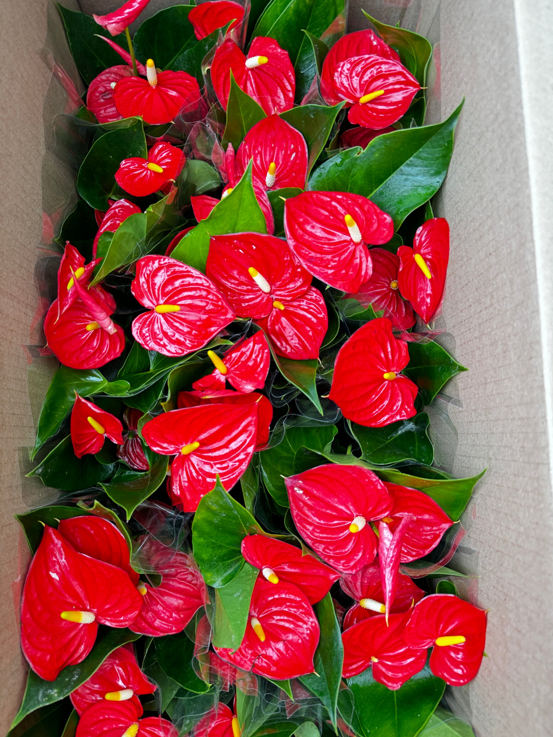 anthurium karma red Anthurium 红掌4