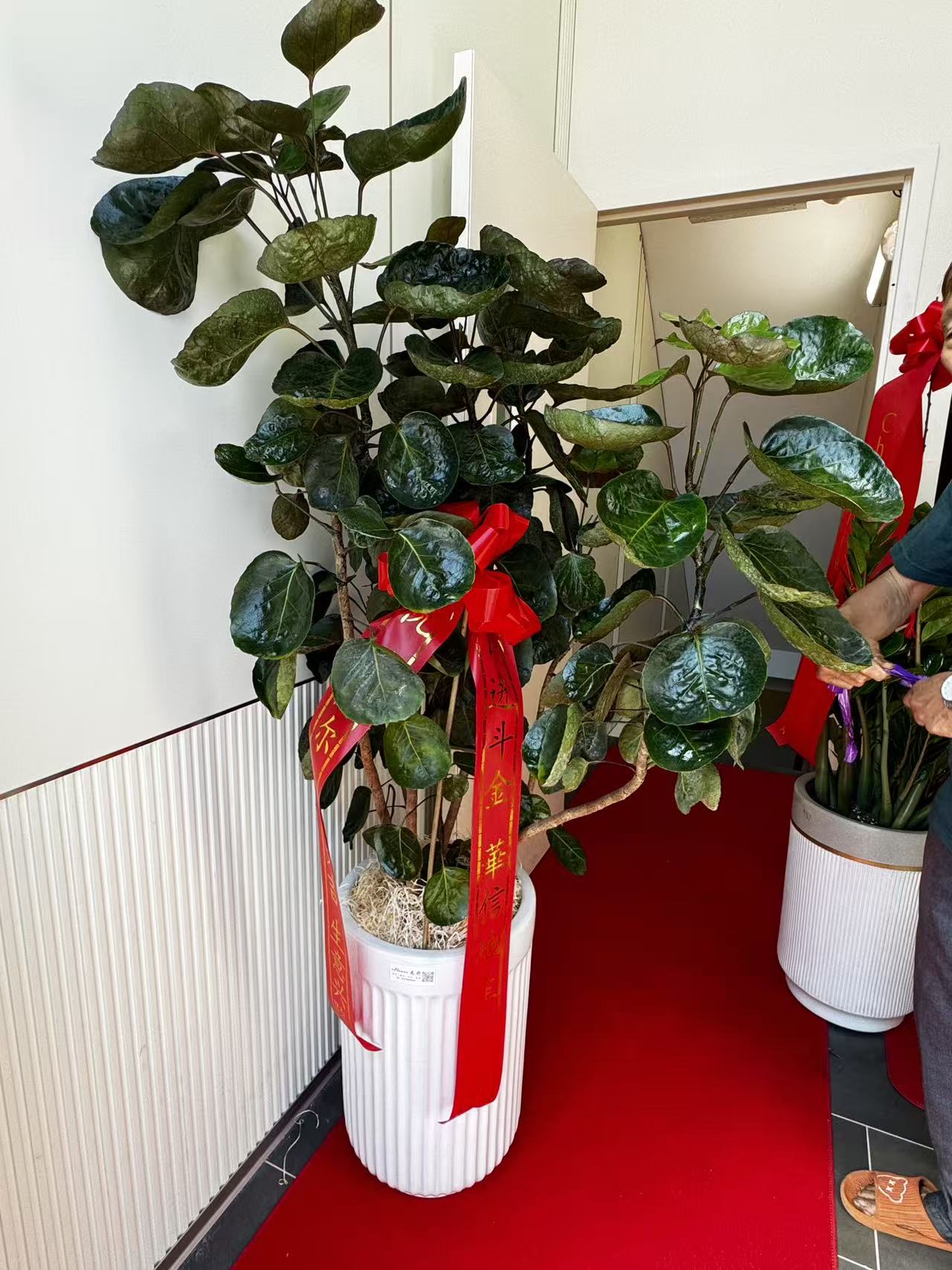 大元宝树 Aralia Fabian