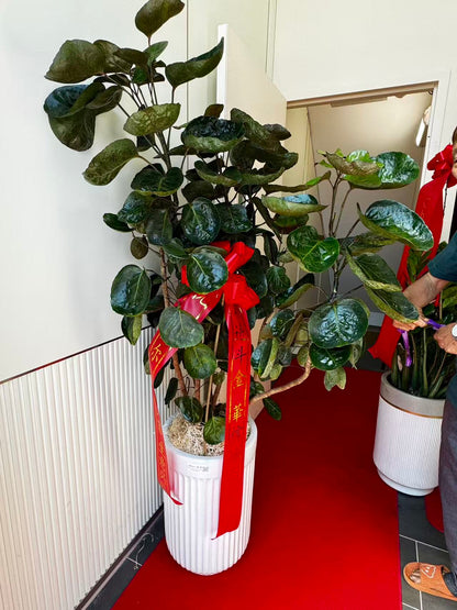 大元宝树 Aralia Fabian