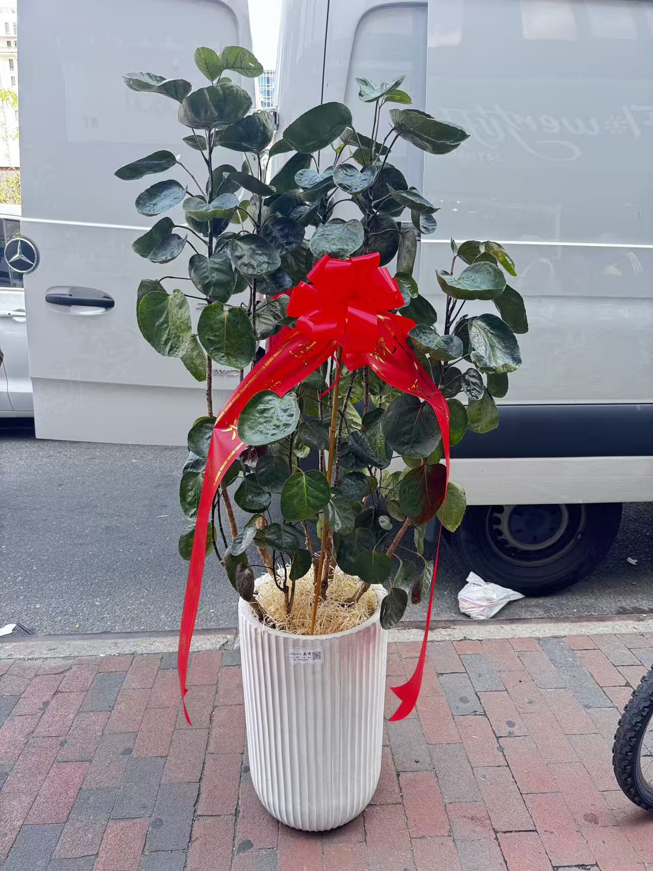 大元宝树 Aralia Fabian