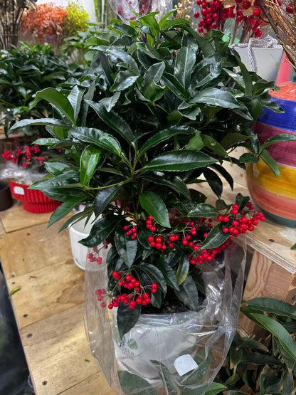 Ardisia 黄金万两