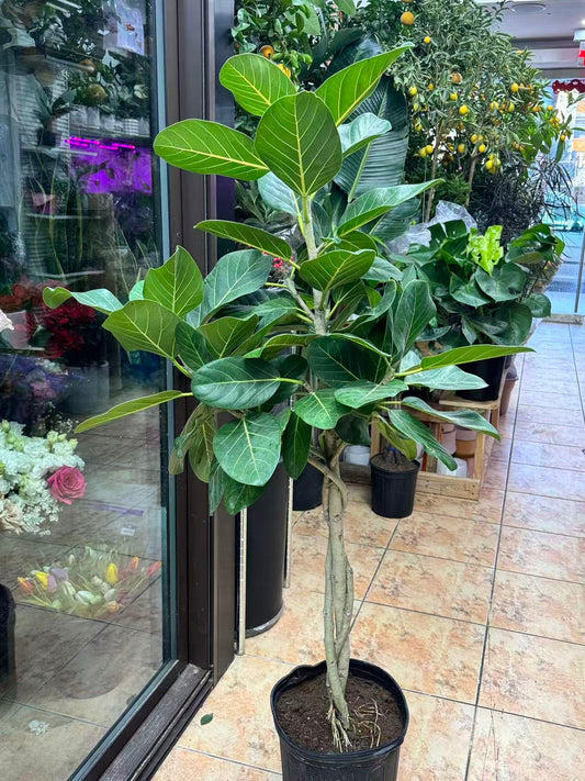 Audrey Ficus tree Multi-stem 大棵孟加榕