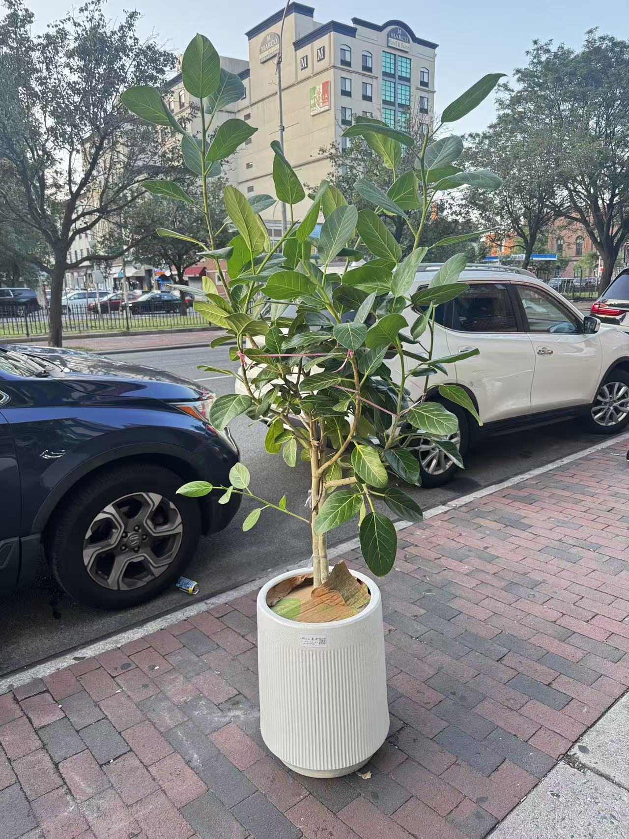 孟加拉榕高白盆 Audrey Ficus tree