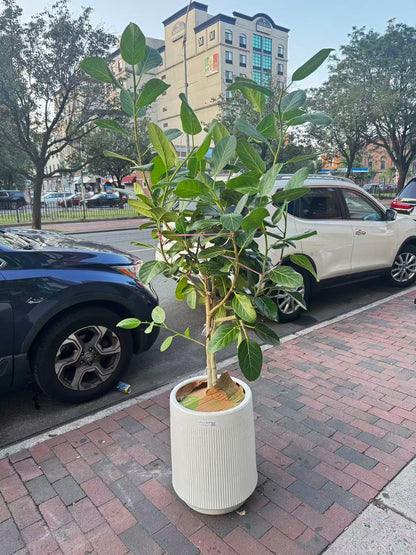 孟加拉榕高白盆 Audrey Ficus tree