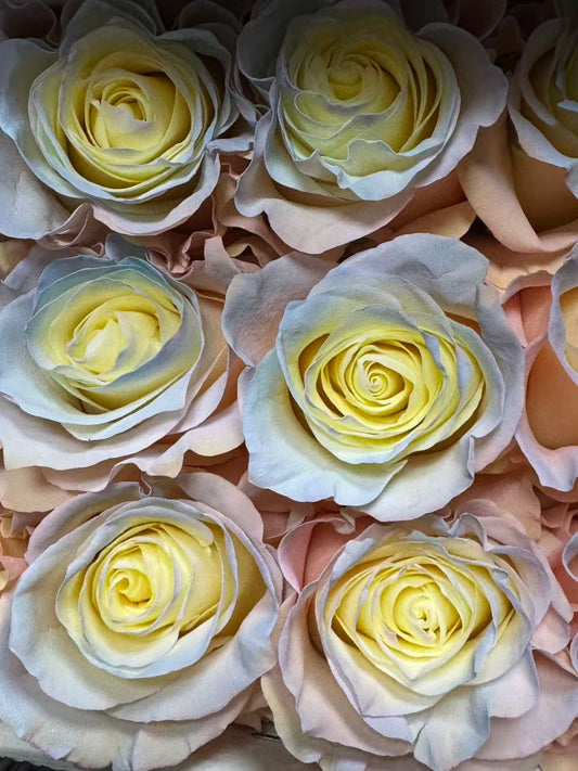 Rose 北极光欧若拉 Aurura Boreal