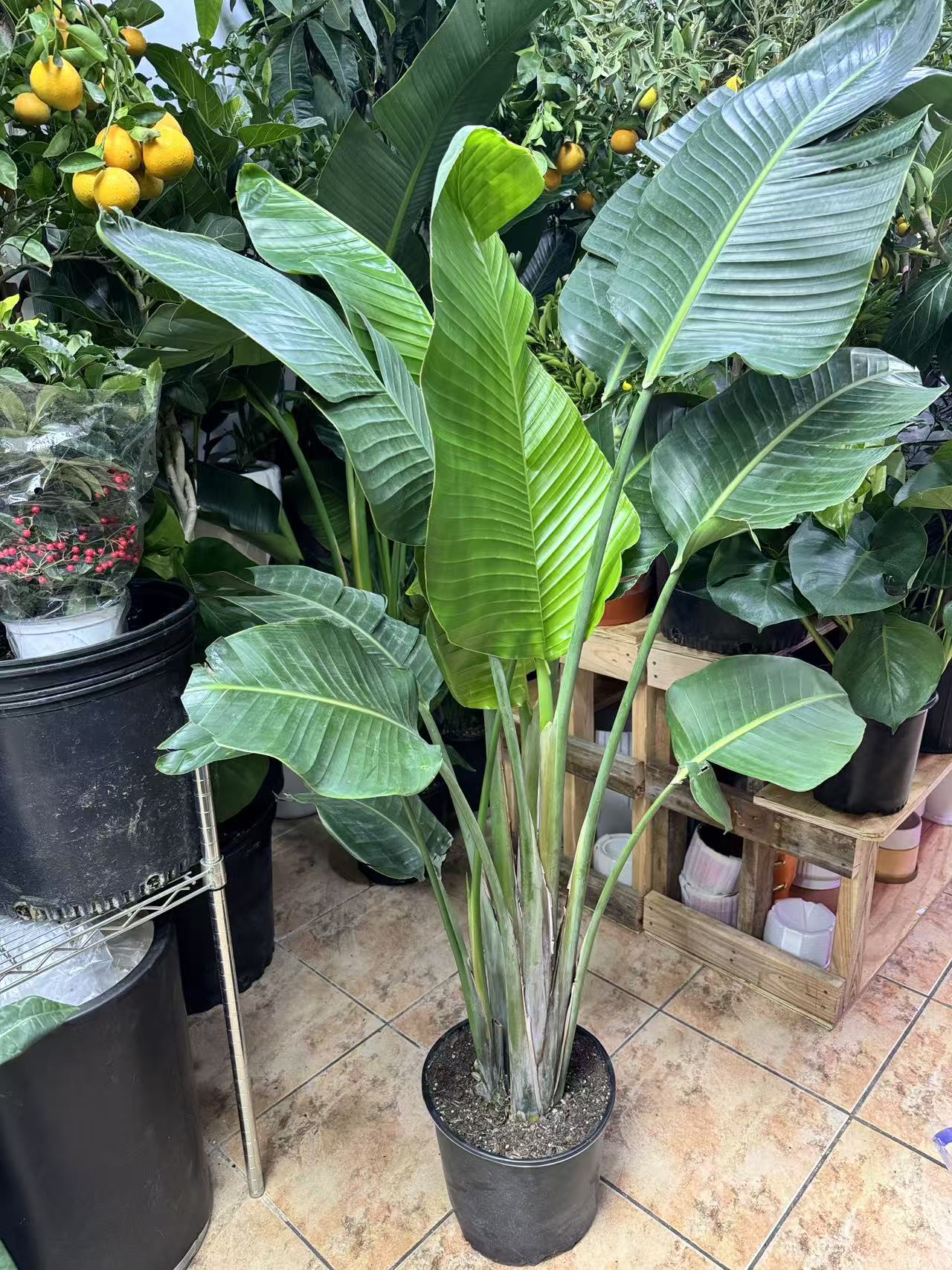 Bird of Paradise 大天堂鸟