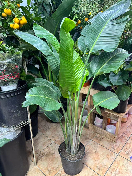 Bird of Paradise 大天堂鸟