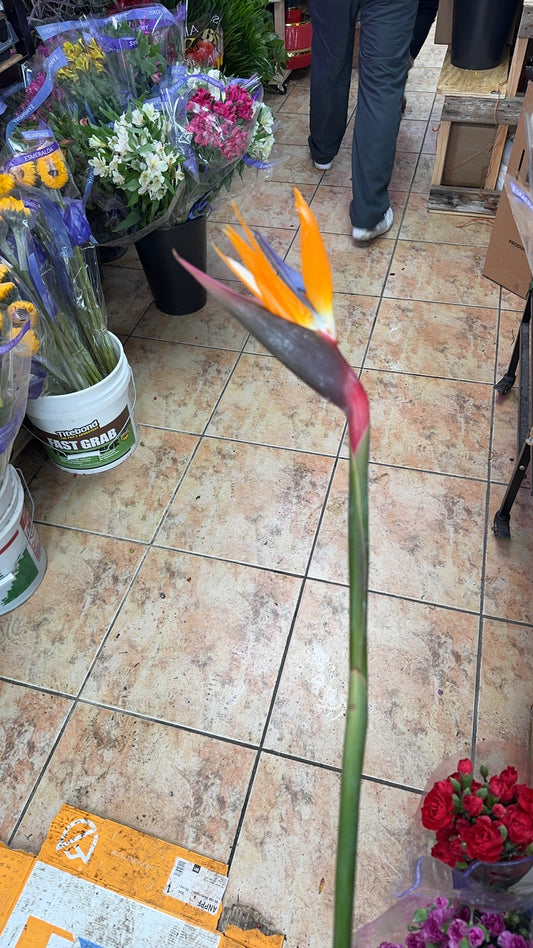 天堂鸟 Bird of paradise