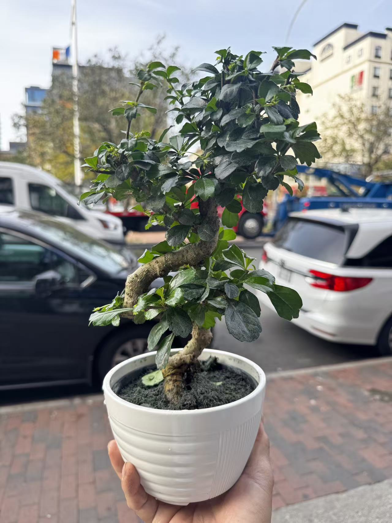 Bonsai-Fukien Tea 福建茶