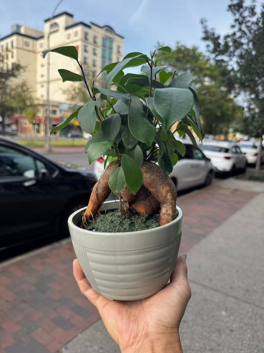 Bonsai-Ginseng Ficus人生榕