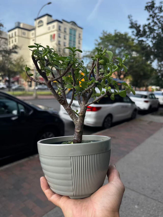 Bonsai-Portulacaria afra 金枝玉叶