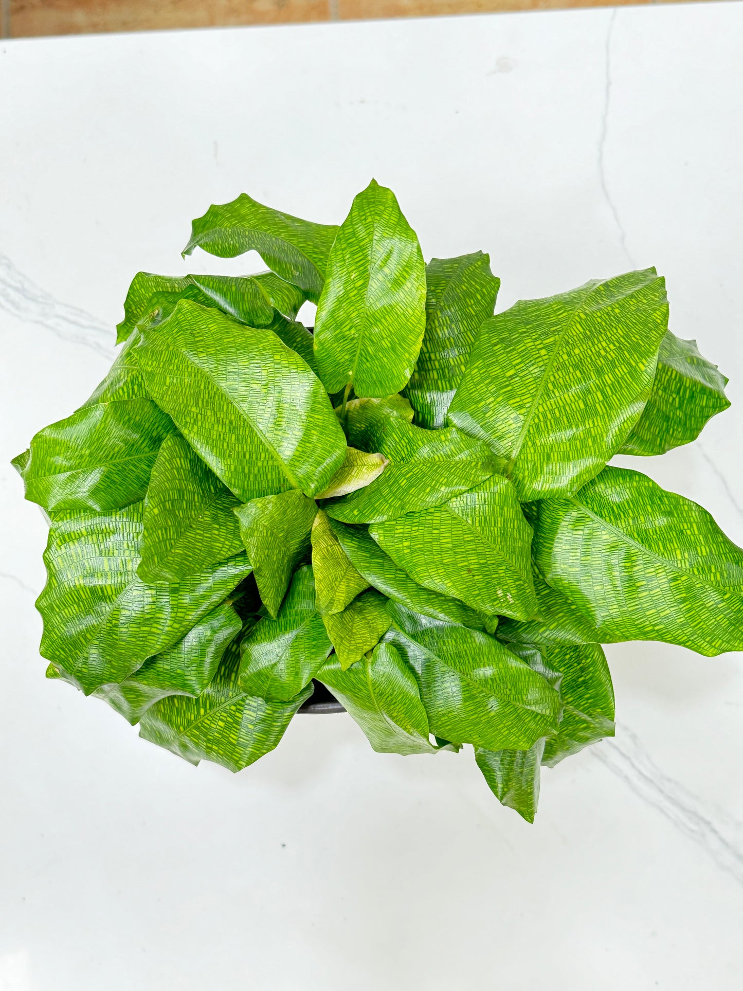 Calathea Masaic 马赛克竹芋