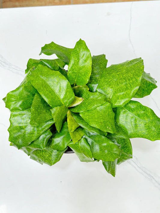 Calathea Masaic 马赛克竹芋