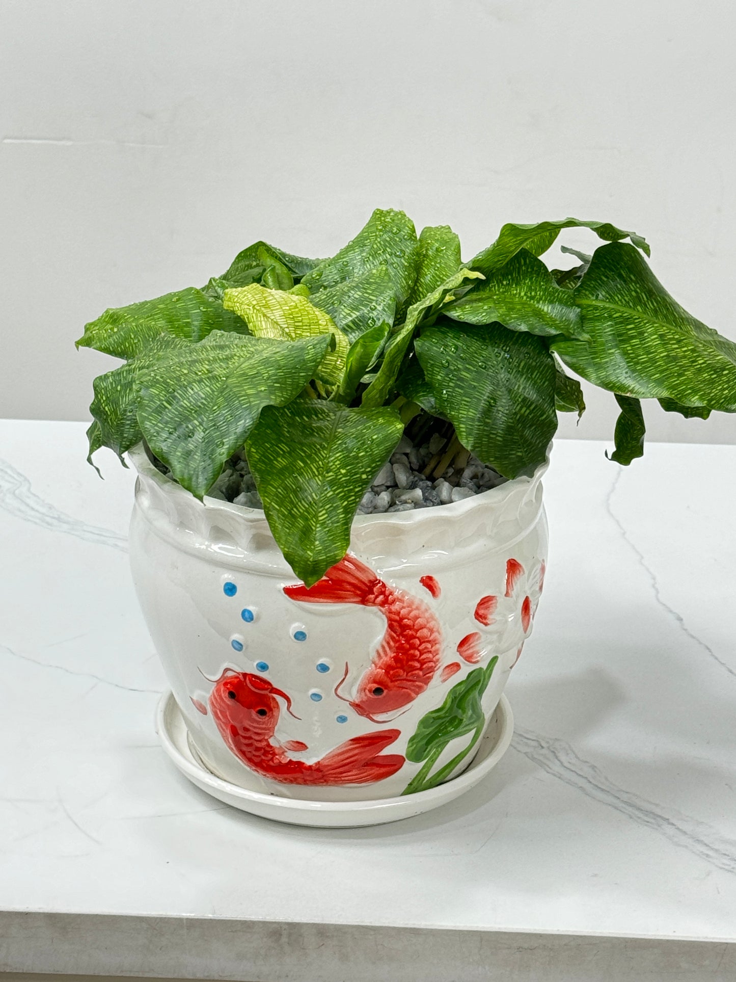 Calathea Masaic 马赛克竹芋