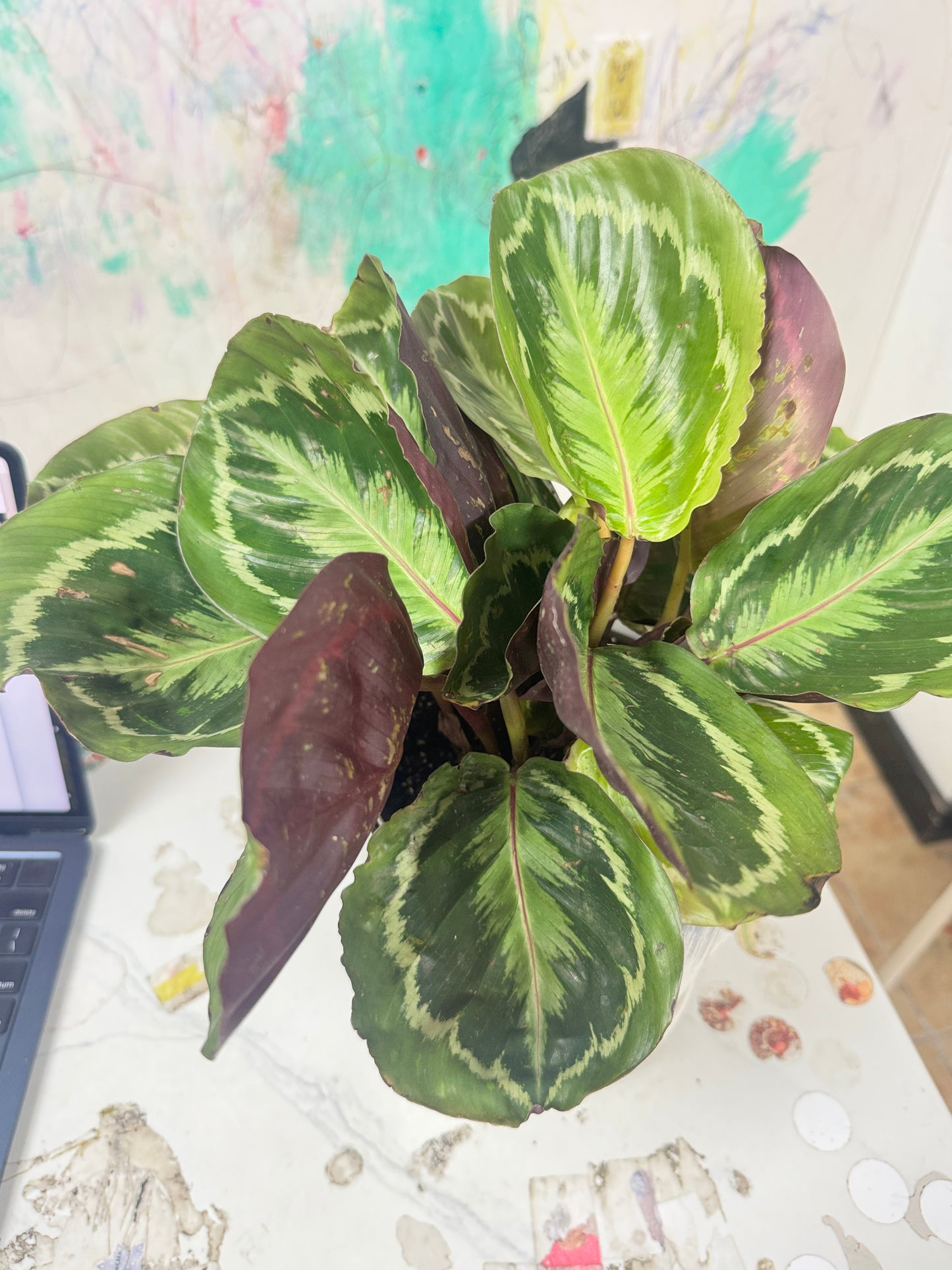 Calathea Medallio-绿美丽/玫瑰竹芋
