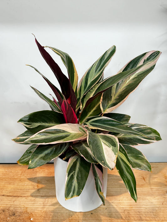 Calathea Stromanthe 'Triostar' 彩虹竹芋、三色竹芋