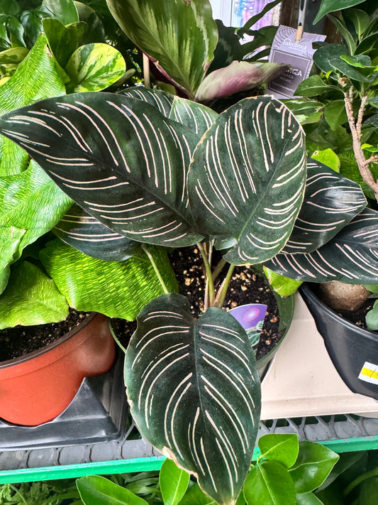Calathea ornata 肖竹芋/红双线竹芋