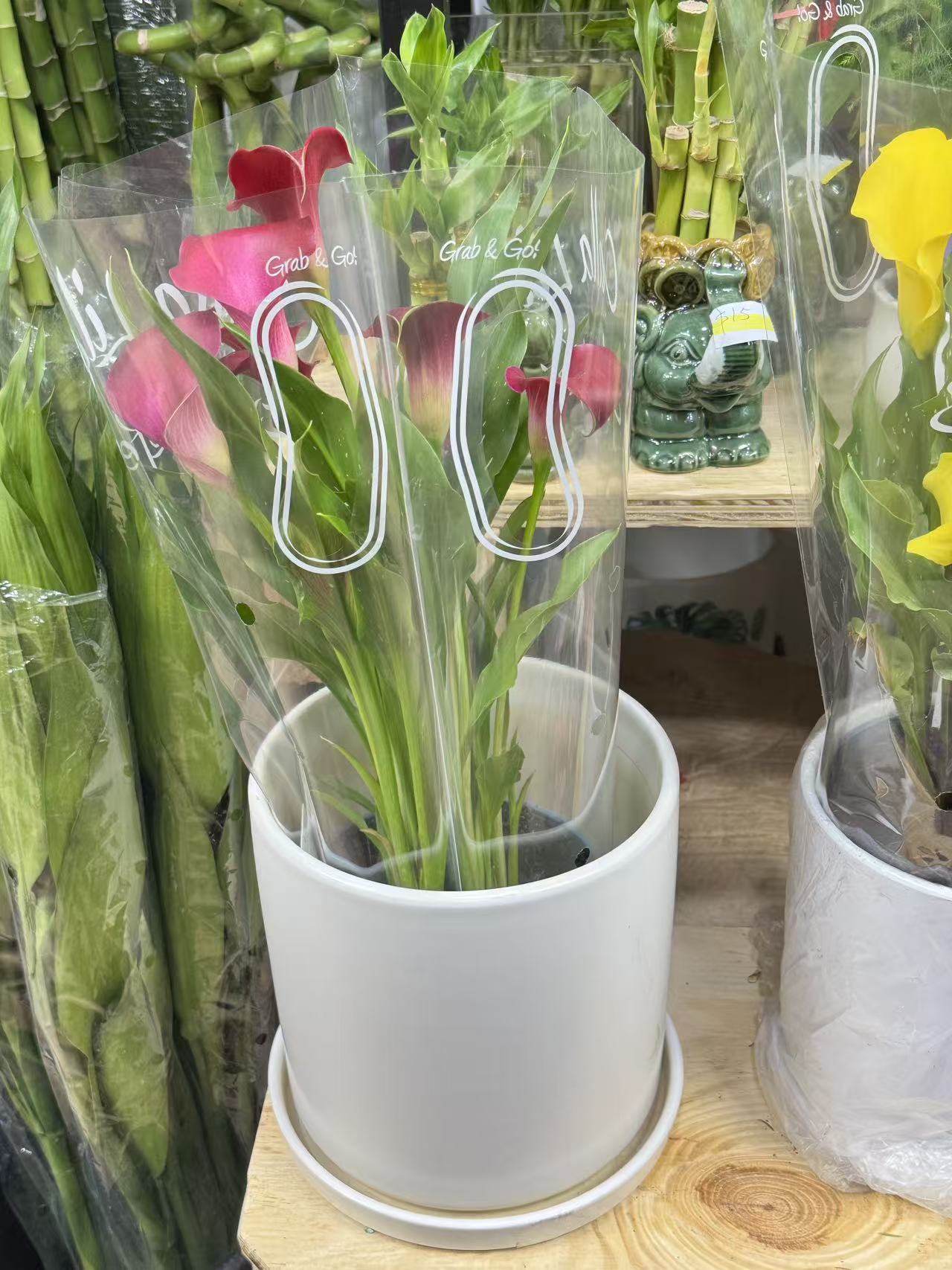 Calla Lily 马蹄莲