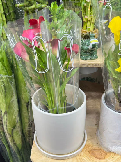 Calla Lily 马蹄莲