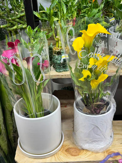 Calla Lily 马蹄莲