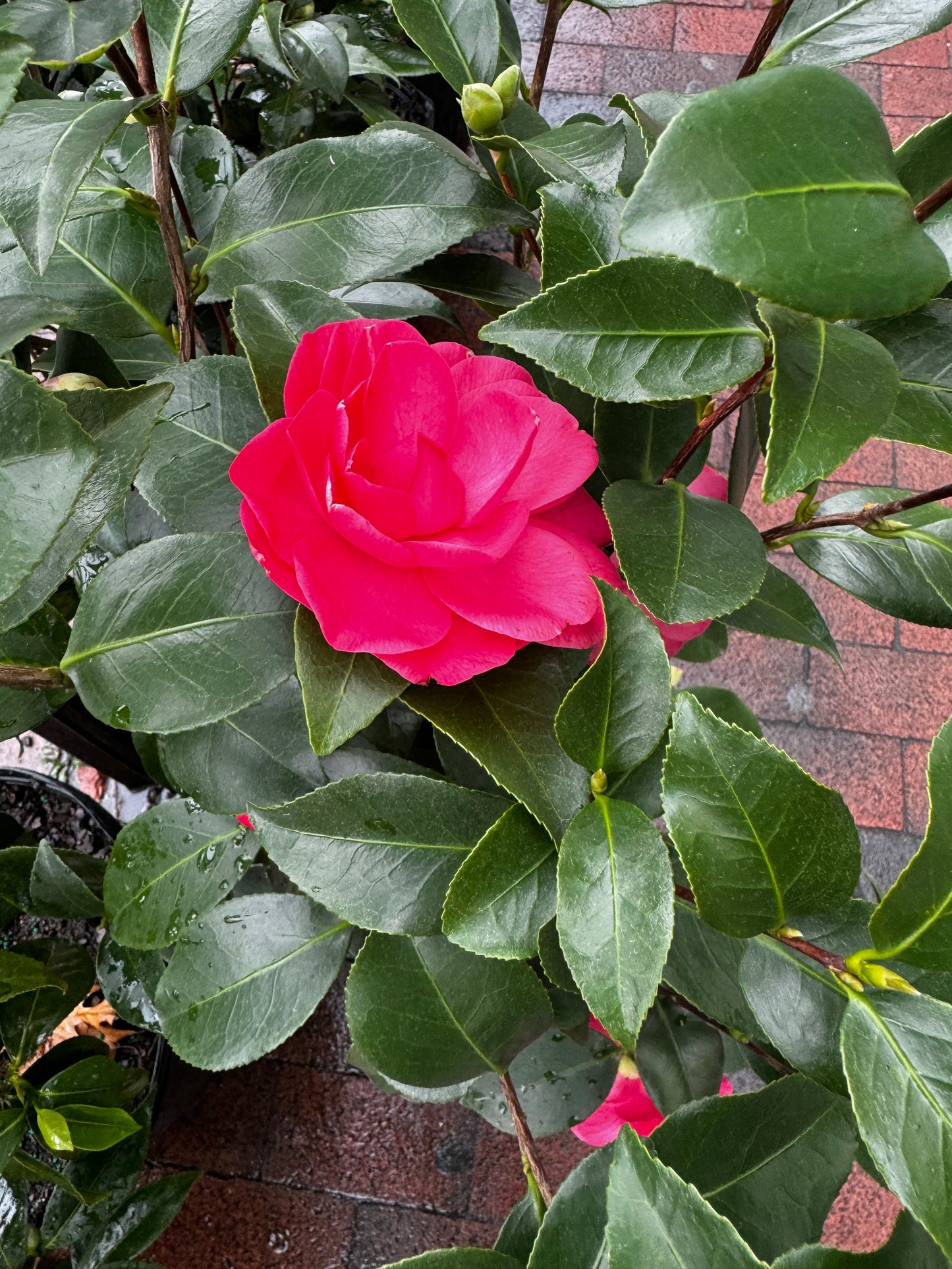 Camelia hardy 茶花