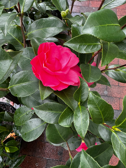 Camelia hardy 茶花