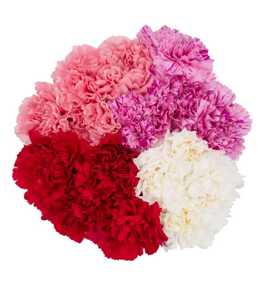 Carnation 大康乃馨